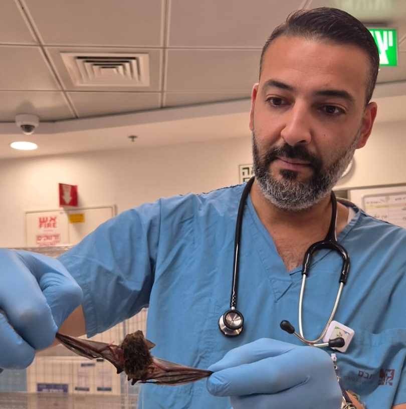 עטלף במזגן בן 15 הגיע למיון רמב"ם