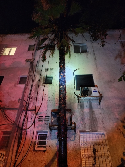 עץ הדקל שכמעט שרף מבנה מגורים