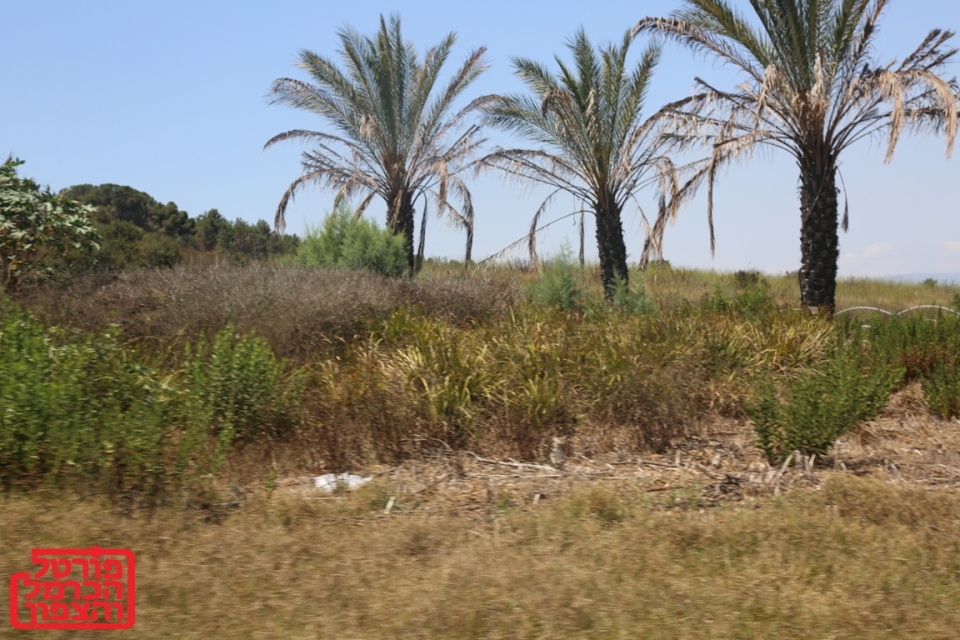 ההזנחה ברחובות הערים עילוט נצרת ושפרעם