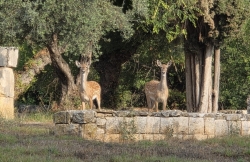 זוג יחמורים נצפה בגן הלאומי ברעם