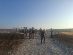ראשי בקר בשטח צבאי