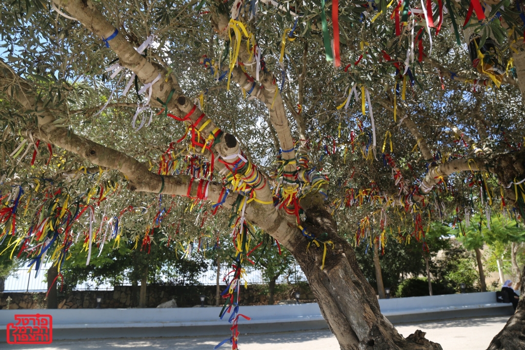 עץ הזית במתחם סבלאן עה"ש