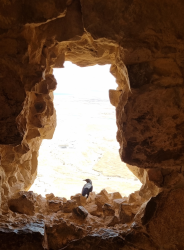 טריסטרמית במצדה הגבורה והעצב