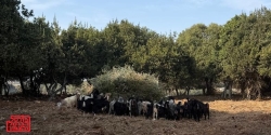 מה שמשליכים הולך לאוכל לעזים